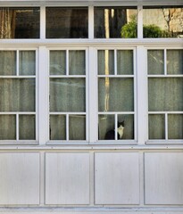 Cat looking at camera from behind a window in idyllic setting