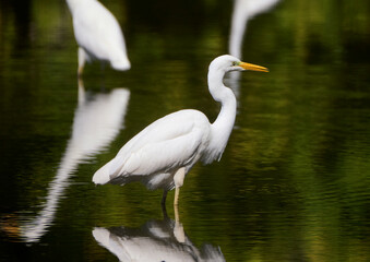 A great egret hunts on the lake.