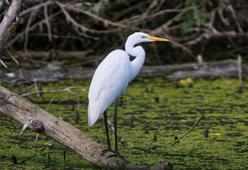 A great egret hunts on the lake.