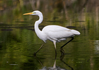 A great egret hunts on the lake.