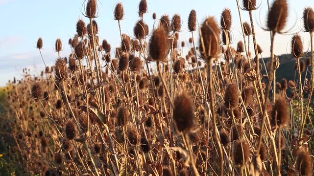 Distel ausgewachsen Samen Steinbruch Altm&uuml;hltal Pionierpflanzen Stengel Wind Wehen 