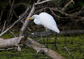 A great egret hunts on the lake.