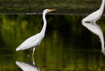 A great egret hunts on the lake.