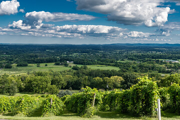 Grapevines Growing in Neat Rows on a Sunny Day in Scenic Virginia Wine Region
