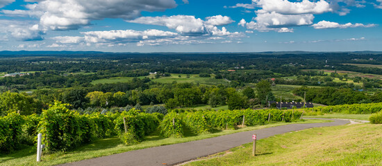Grapevines Growing in Neat Rows on a Sunny Day in Scenic Virginia Wine Region