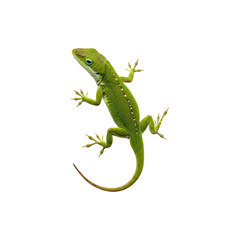 Fototapeta premium Green Lizard Reptile Standing on White Background Wldlife Concept