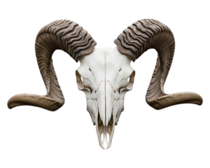 A cut-out image of a ram skull with large, curling horns, presented against a pure white background. 