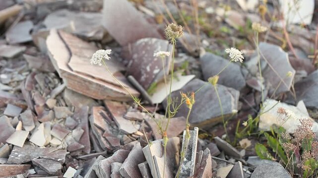 Schafgarbe Steinbruch Pionierpflanze Jurakalk Steinplatten Blume Natur
