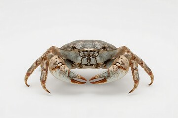 Studio crab portrait, white background, seafood, food