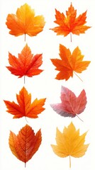 Obraz premium Colorful collection of autumn leaves showcasing vibrant orange and yellow hues during the fall season