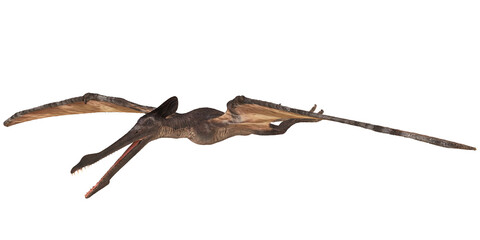 Realistic 3D render of a flying pterosaur.
