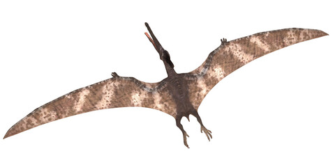 Illustration of a large prehistoric flying reptile.