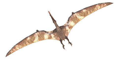 Realistic pterosaur with outstretched wings in flight