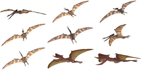 Illustration of Pteranodons in various flight poses © Ilie