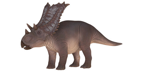 Obraz premium A brown Triceratops dinosaur figurine.