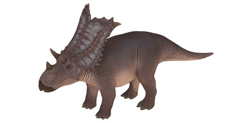 Realistic model of a Triceratops dinosaur.