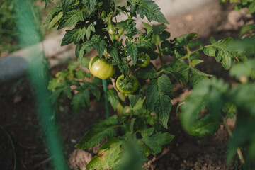 Tomato seedlings. Beds in the garden. Seedlings of various types of tomatoes. Growing homemade...
