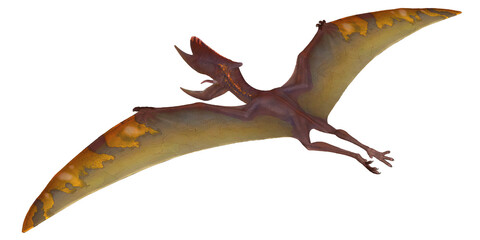 Detailed illustration of a flying pterosaur © Ilie