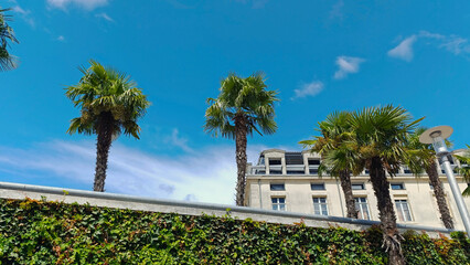 Fototapeta premium Palm trees and Haussmannian building in Angoulême with leaf wall in the street
