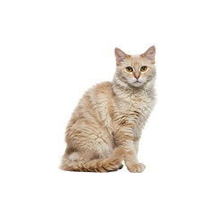Obraz premium Cute Fluffy Cream-Colored Cat Sitting Isolated on Wite Background – Adorable Pet Portrait Concept