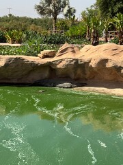 Crocodile Resting on Rock by Green Water in a Tropical Reserve