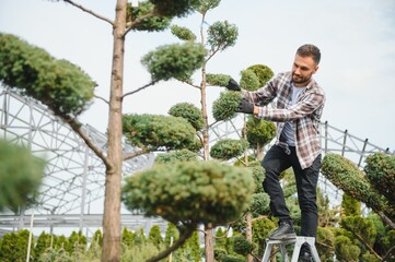 A young gardener cuts a tree with scissors. Gardening and tree shop concept