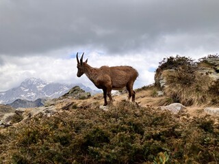 Stambecco sulle rocce in montagna 