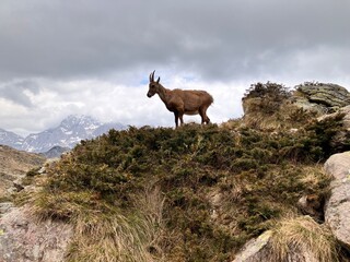 Stambecco sulle cime alpine