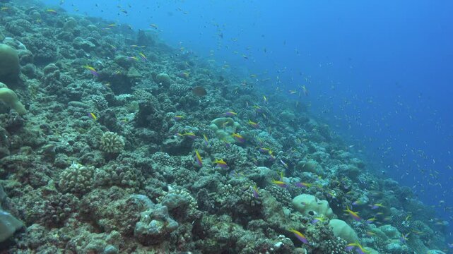 Maldives corel reef - Undersea scene