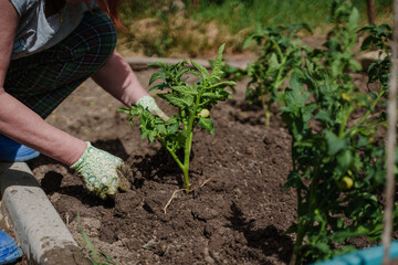 Planting tomato seedlings in the country. A woman digs in the ground of the garden.