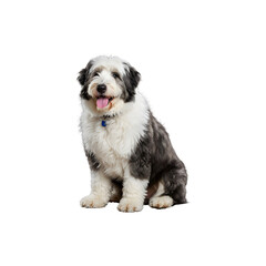 Cute fluffy puppy isolated on white background symblizing adorable pets, companionship, and animal love