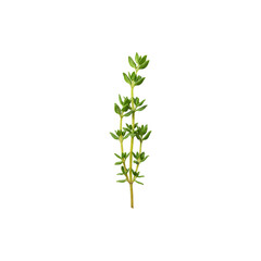Fototapeta premium Fresh thyme herb sprig isolated on white backgroundsymbolizing cooking flavors, natural remedies, and grden plants