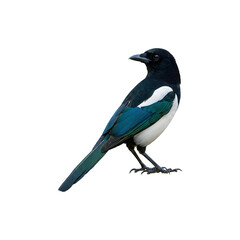 Fototapeta premium Colorful magpie bird perched isolated on white backround representing wildlife beauty, intelligence, an freedom