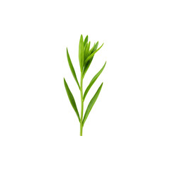 Obraz premium Fresh green grass plant isolated on white backgroun symbolizing growth, purity, and eco-friendly natura lifestyle