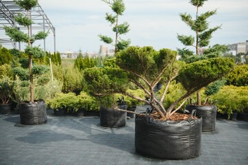 Seedlings of barberry bushes of different varieties in garden shop