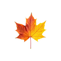 Fototapeta premium Bright Orange Maple Leaf Isolated on White Backgroud – Autumn Season Nature Stock Photo