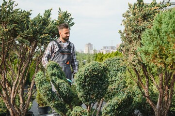 the gardener trims the trees
