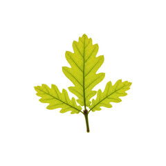 Fototapeta premium Green Oak Leaf Isolated on White Background – FreshNatural Leaf Close-up for Eco or Botany Concepts