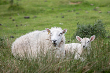 Fototapeta premium Schafe in der Wiese, Mama mit ihrem Baby