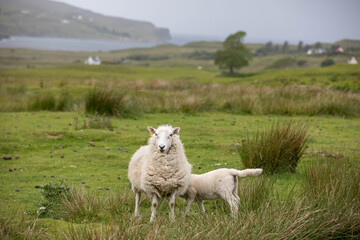 Schafe in Schottland, das Lamm trinkt bei seiner Mama, im Hintergrund die sch&ouml;ne gr&uuml;ne Landschaft Schottlands