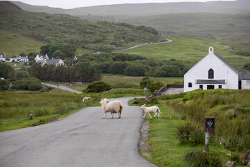 Schafe beim Überqueren einer kleinen Straße in den Highlands in Schottland