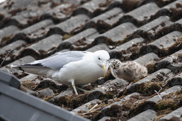 Möwe mit ihrem Küken auf einem Dach