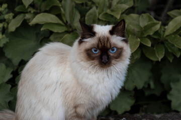 ragdoll cat with bright blue eyes