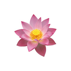 Obraz premium Beautiful pink lotus flower close up isolated on whte background, symbol of purity and peace in nature hotography