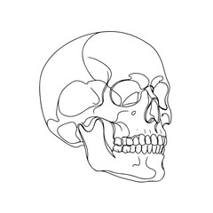 A minimalist monoline vector illustration of a human skull, elegantly rendered with clean, continuous lines against a simple background, conveying a stark yet sophisticated aesthetic.
