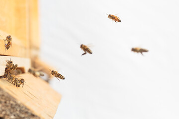 Flying honey bee isolated on white background for flyer or label