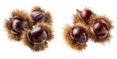 Close up of sweet chestnut fruit isolated on transparent background, a delicious and healthy ingredient for autumn harvest and seasonal cooking