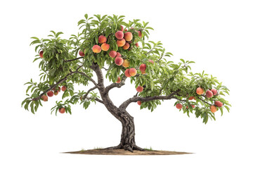Naklejka premium Peach tree with ripe fruits isolated on transparent background in summer day