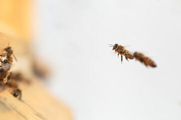 Flying honey bee isolated on white background for flyer or label