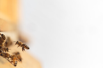 Flying honey bee isolated on white background for flyer or label
